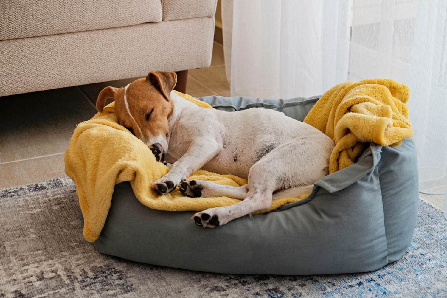 Cute sleepy Jack Russel terrier puppy with big ears resting on a